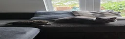 British Shorthair cats for sale: Beautiful British Shorthair Boy – Ready Now! in London - Advert 3