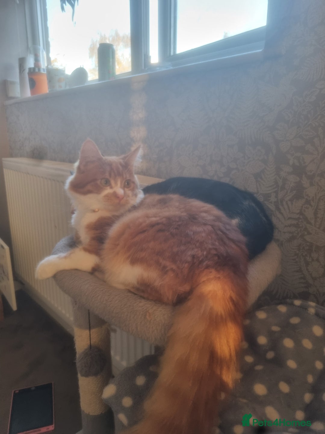 Maine Coon cats for sale: Ginger male maine coon mix - Image 3