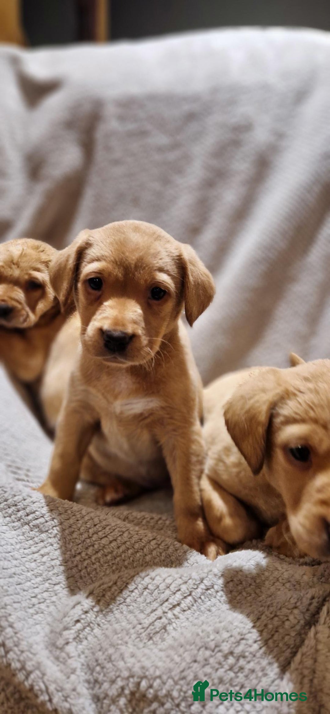 Labrador Retriever dogs for sale: Fox Red Labrador Puppies - Advert 5