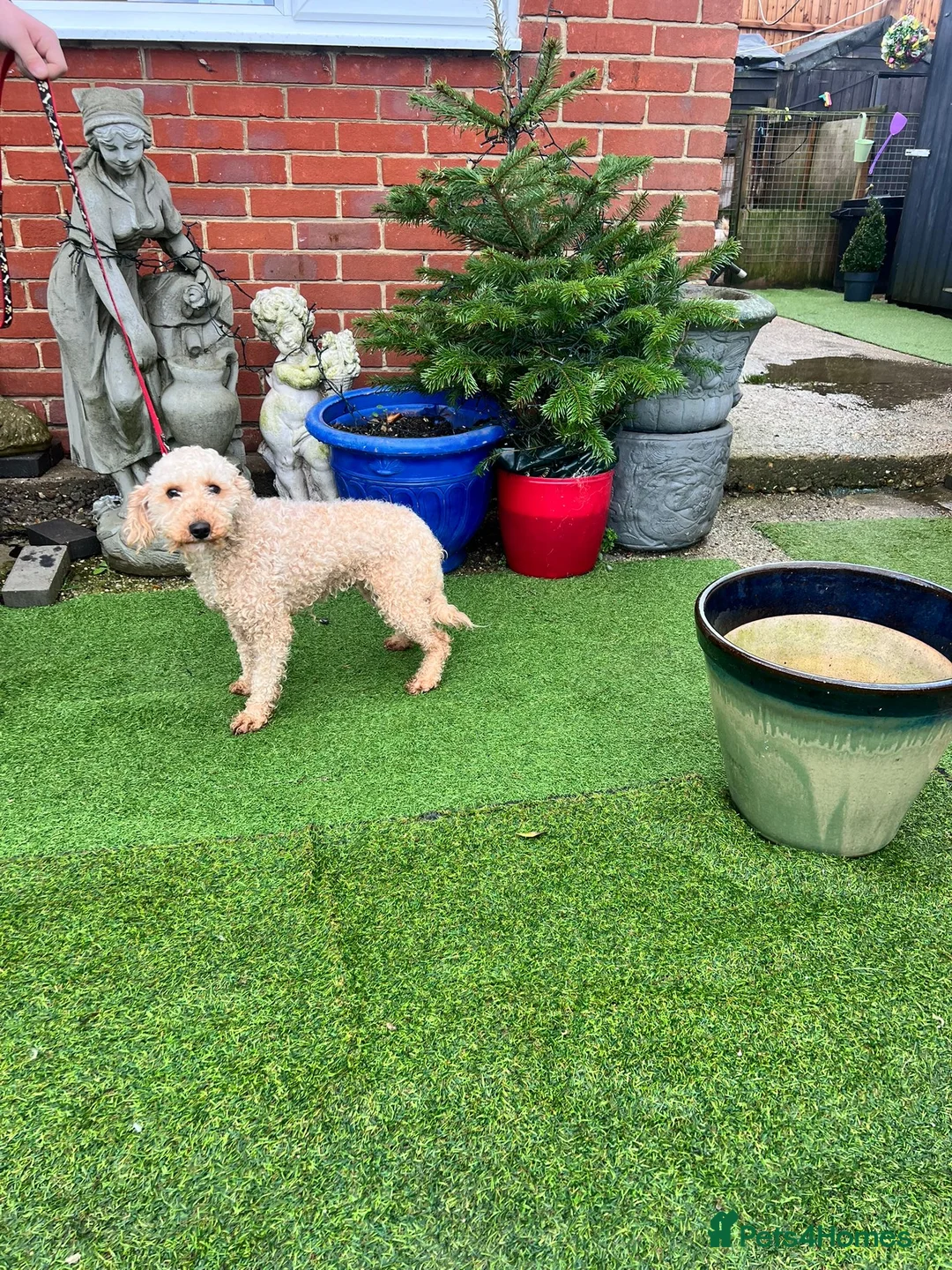 Miniature Poodle dogs for sale: Red/apricot mini poodle girl for sale  - Advert 2