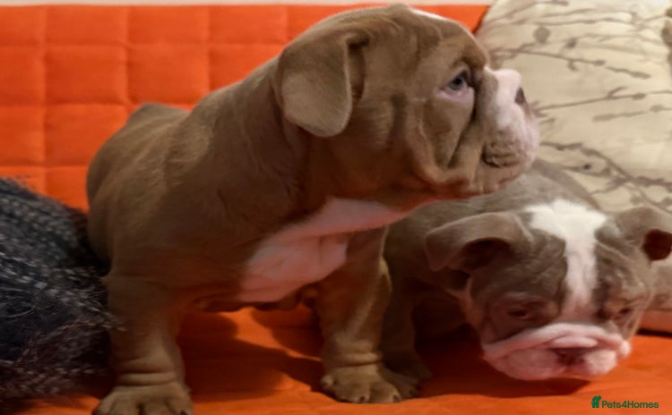 English Bulldog dogs - Advert 1