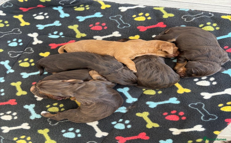Cocker Spaniel dogs - Advert 3