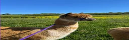 Alpaca livestock for sale: 4X Alpacas and trailer included - Advert 5