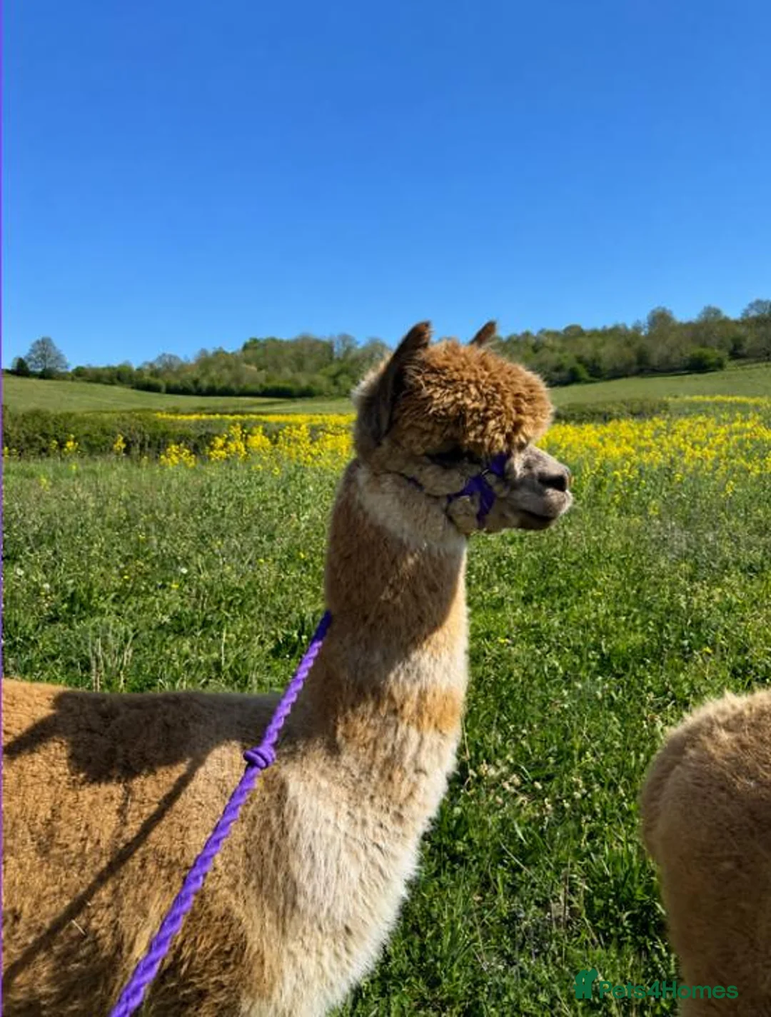 Alpaca livestock for sale: 4X Alpacas and trailer included - Advert 5