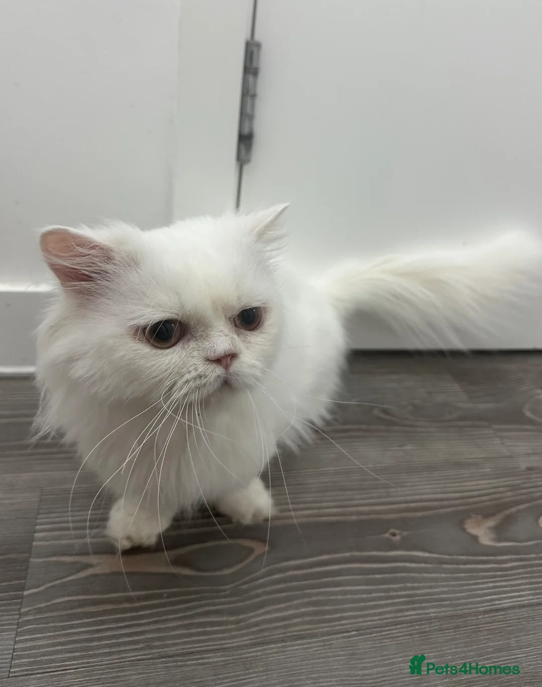Munchkin cats for sale: Beautiful Munchkin boy – pet home only - Advert 1