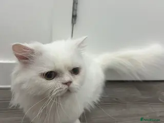 Munchkin cats Beautiful Munchkin boy – pet home only - Advert 5