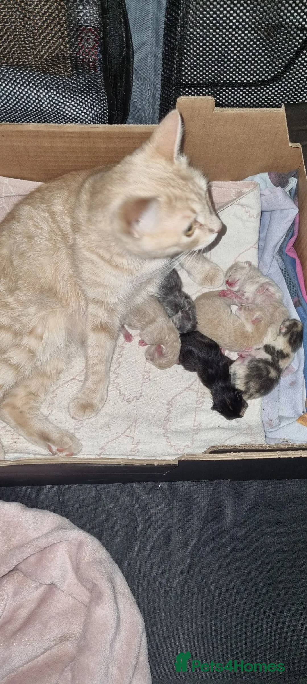 Mixed Breed cats for sale: Grey Fluffy Female - Advert 7