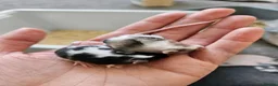 Mouse rodents for sale: Baby female fancy mice  - Advert 14