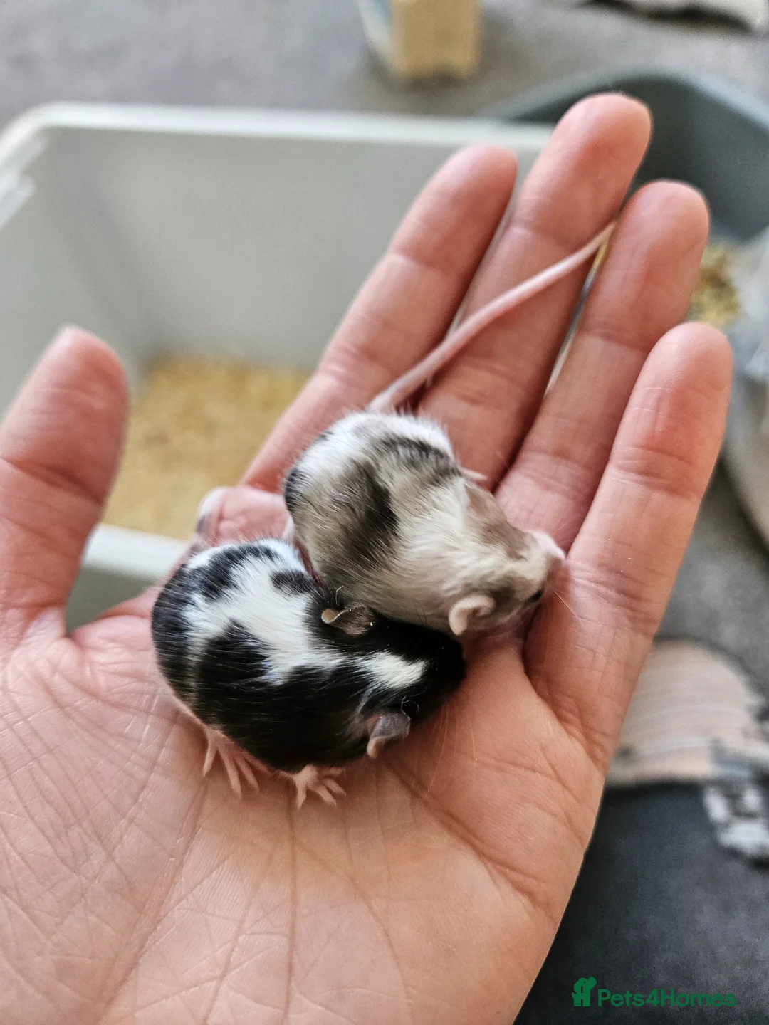 Mouse rodents for sale: Baby female fancy mice  - Advert 14