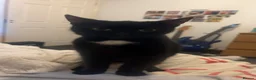 Mixed Breed cats for sale: 3 male kittens - Advert 1