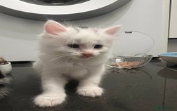 Mixed Breed cats for sale: Healthy & Playful Kittens - Image 5