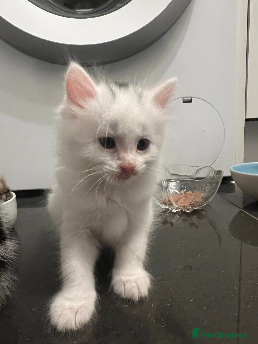 Mixed Breed cats for sale: Healthy & Playful Kittens - Image 5