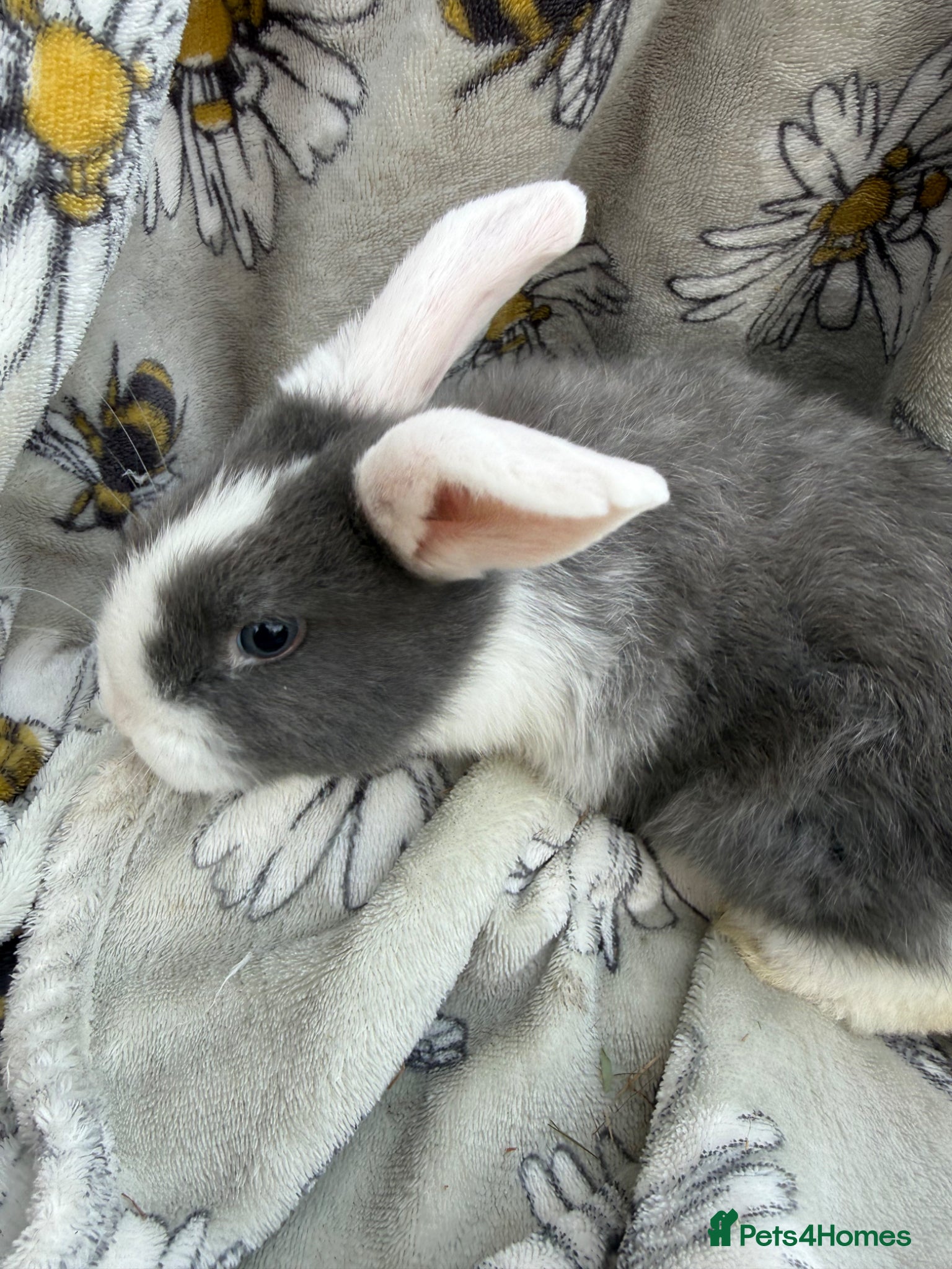 Mini Lop rabbits Pure bred mini lop bunnies - Ready Now - Advert 2
