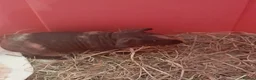 Guinea Pig rodents for sale:   skinny pigs - Advert 7