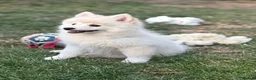 German Spitz dogs for sale: German Spitz Mittel Puppies  - Advert 5