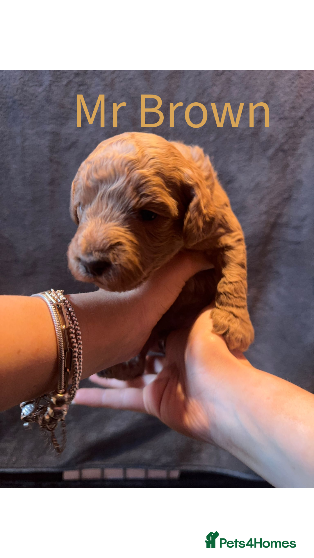 Australian Labradoodle dogs for sale: Extensively health tested Austrailian Labradoodles - Advert 4