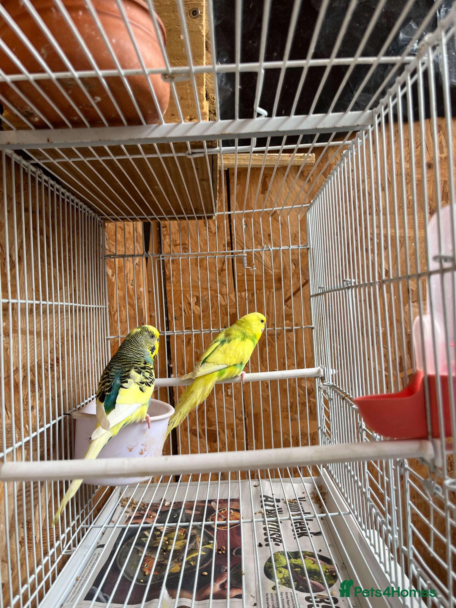 Budgerigars birds A pair of beautiful budgies  - Advert 2