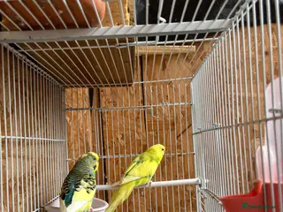 Budgerigars birds A pair of beautiful budgies - Advert 14