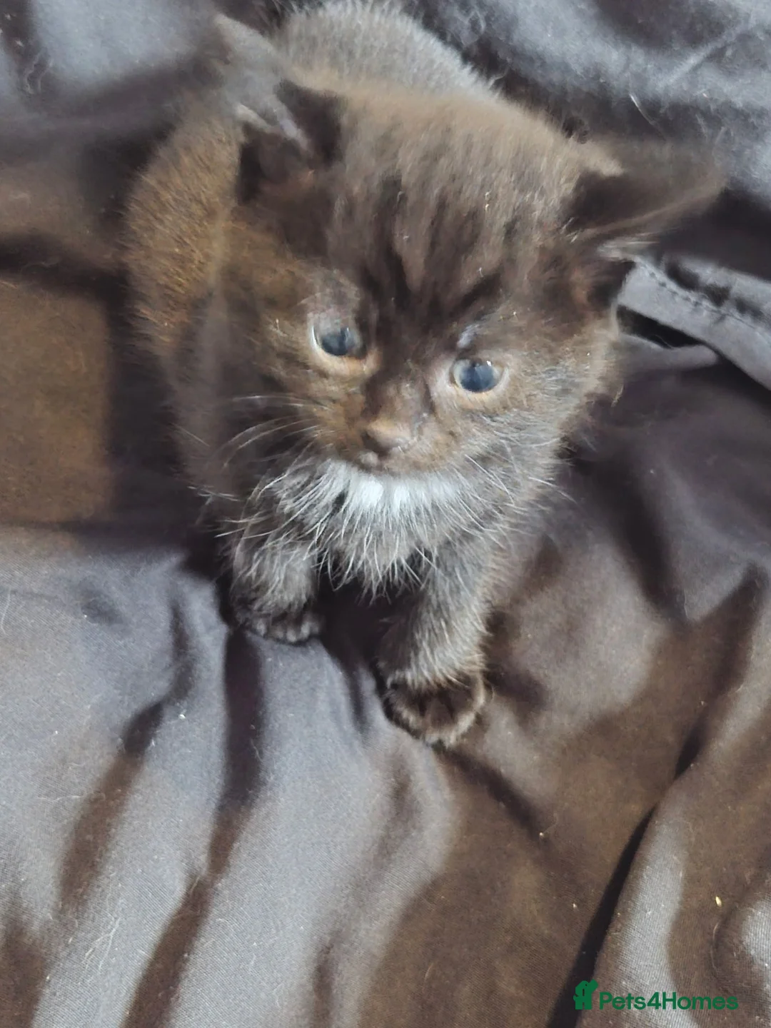 British Shorthair cats for sale: 2 kittens for good homes  in Richmond - Advert 2