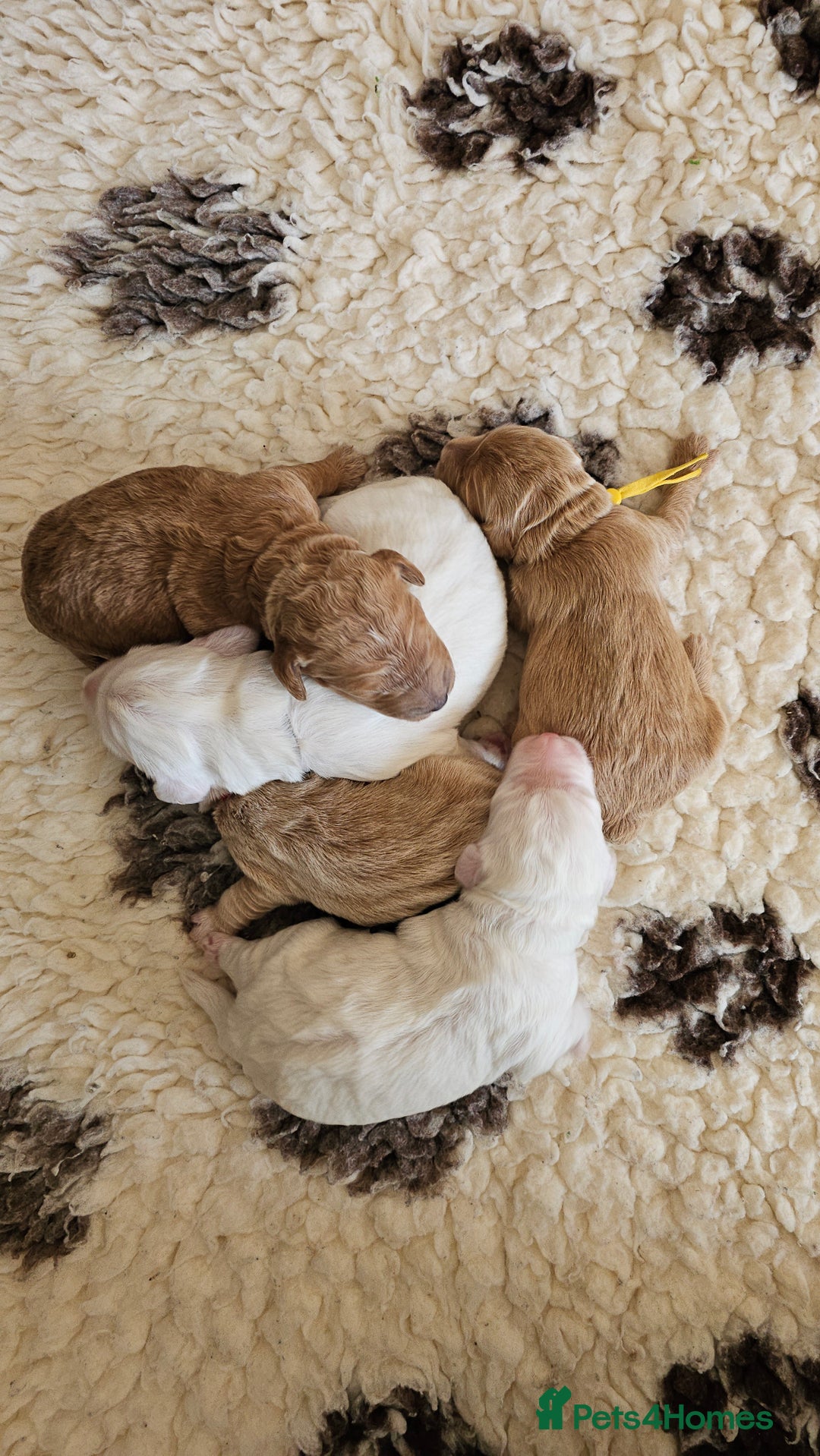 Australian Labradoodle dogs for sale: STUNNING FULLY HEALTH TESTED PUPPIES 🌟🐾 - Image 23