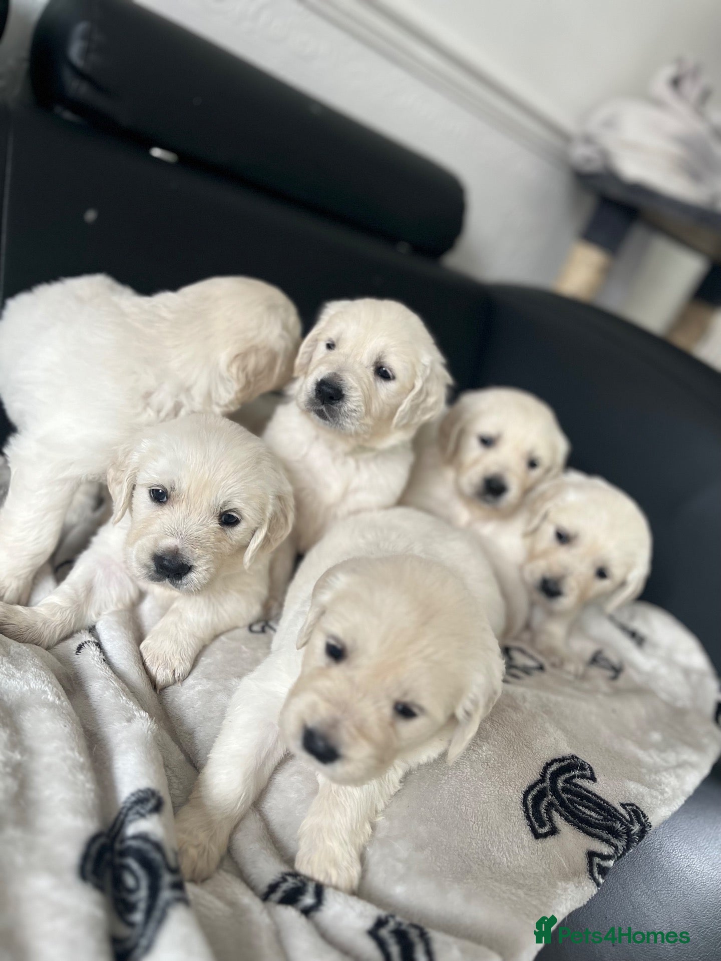 Golden Retriever dogs KC Pure white golden retriever puppies - Advert 1