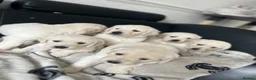 Golden Retriever dogs for sale: KC Pure white golden retriever puppies in Reading - Advert 1
