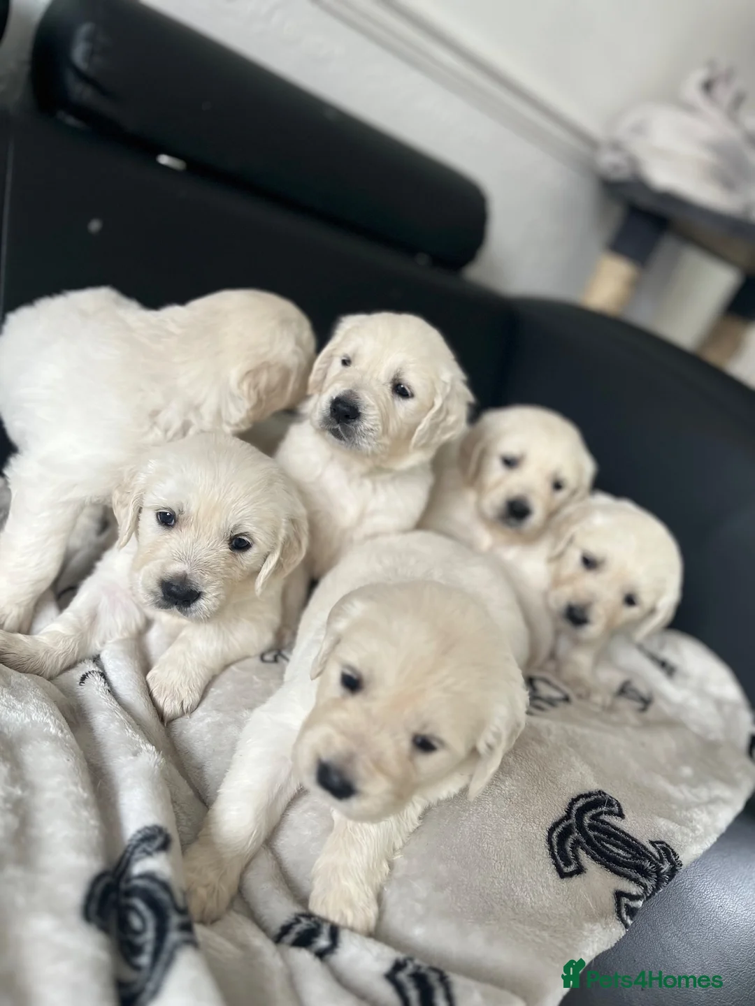 Golden Retriever dogs for sale: KC Pure white golden retriever puppies in Reading - Advert 1