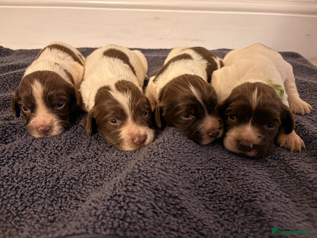 English Springer Spaniel dogs for sale: Working Springer Spaniels  - Advert 2