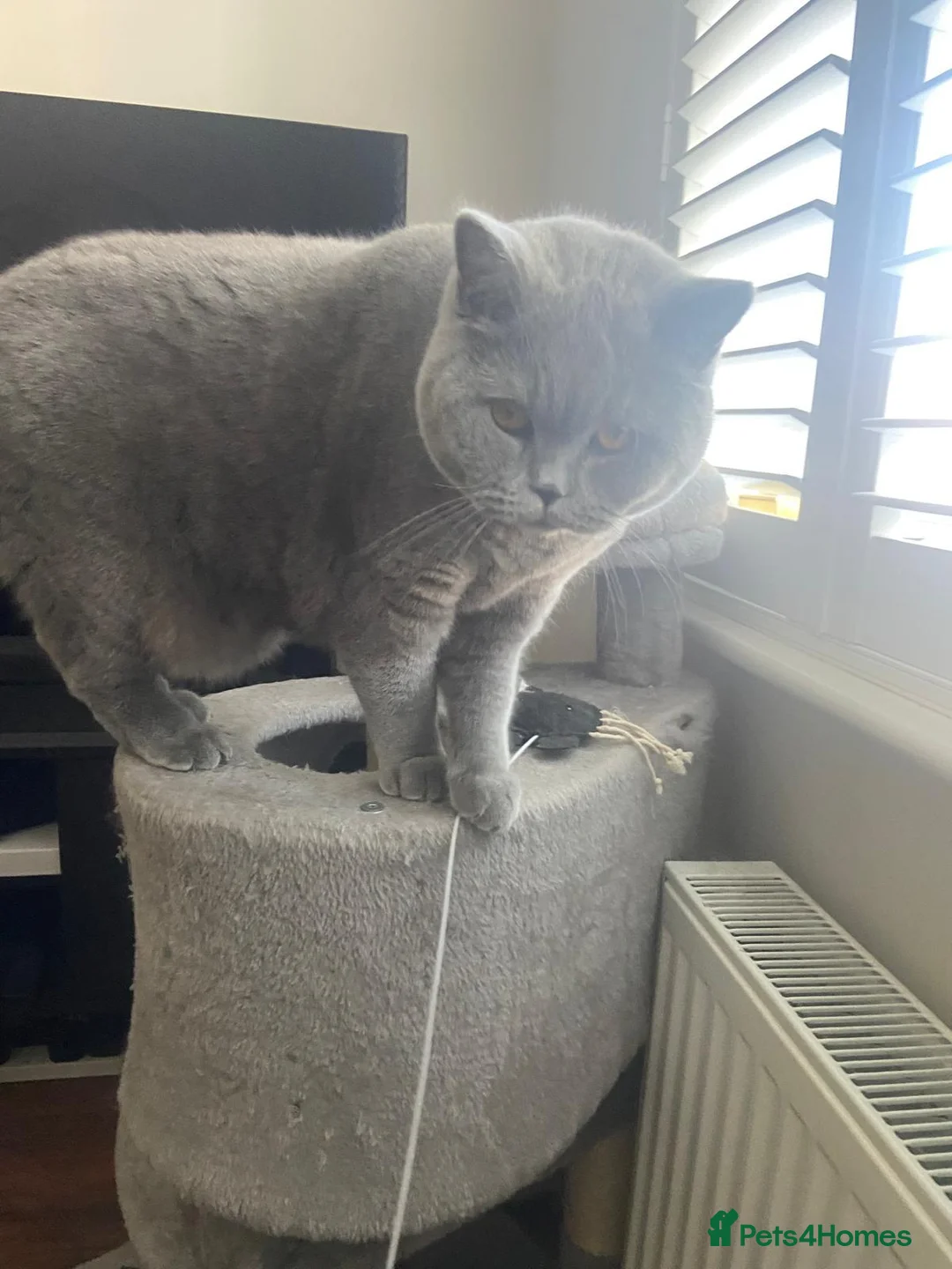British Shorthair cats for sale: Rehoming our Blue British Shorthair in Wakefield - Advert 2