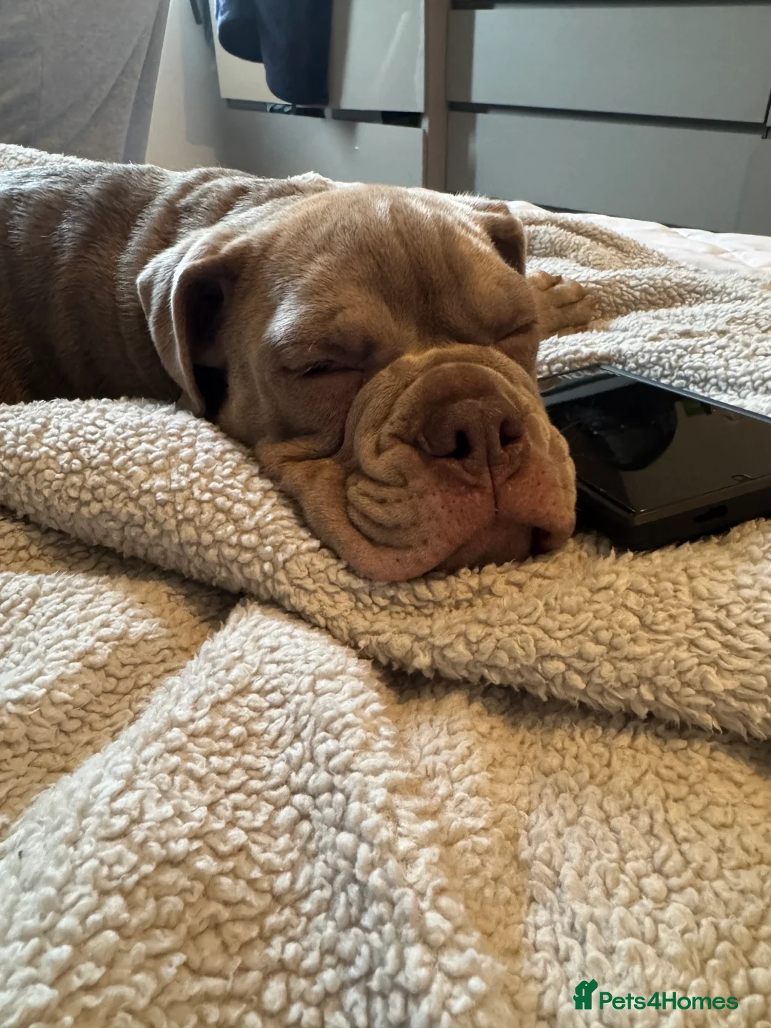 Olde English Bulldogge dogs for sale: Olde English bulldog 17weeks old - Advert 5