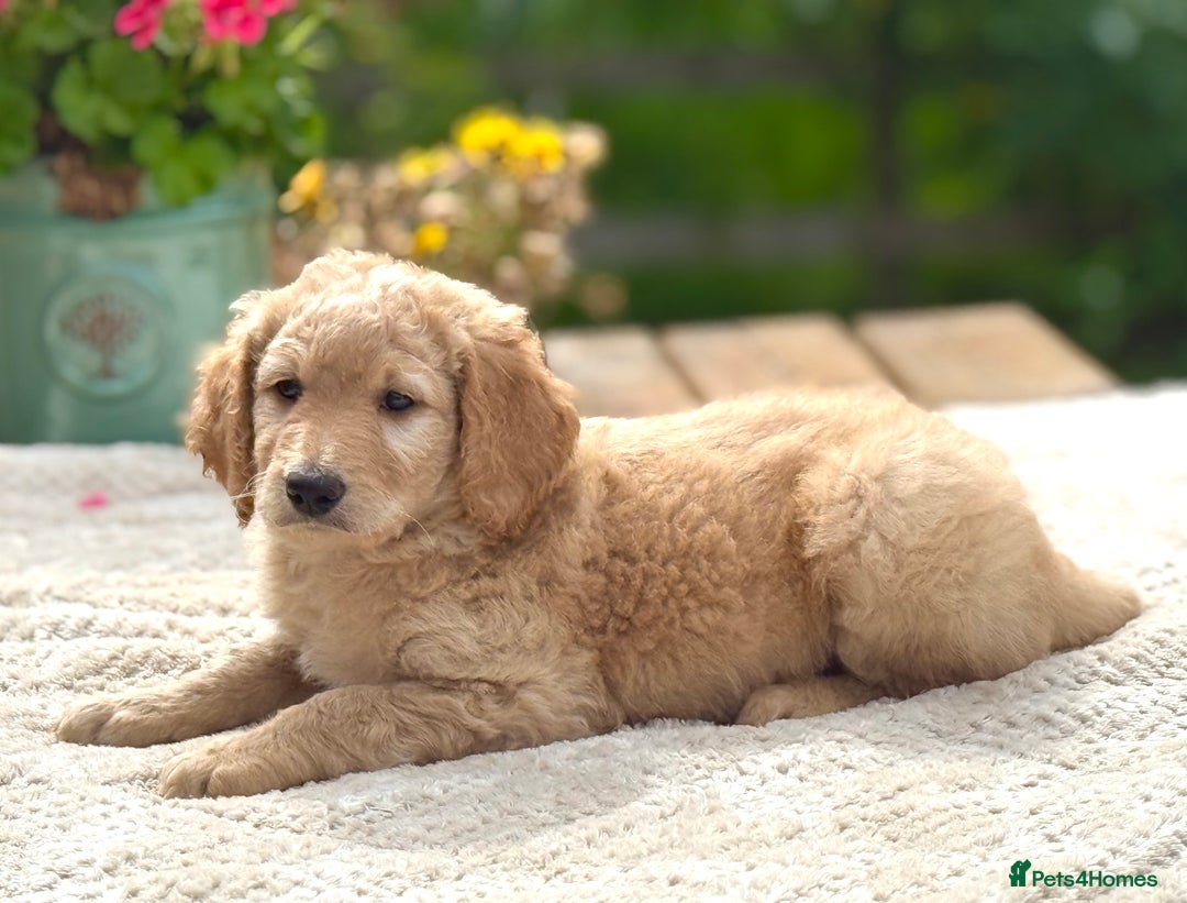 Goldendoodle dogs for sale: Exeptional Goldendoodle puppies F1b - Image 7