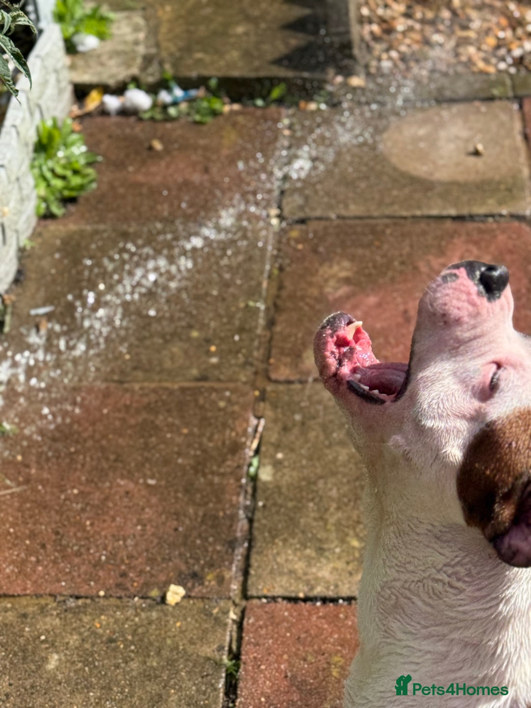 American Bull Staffy dogs for stud: Looking to stud - Image 19