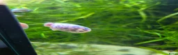 Snails invertebrates for sale: Ramshorn Snails (Planorbidae sp.) in Aberdare - Advert 4