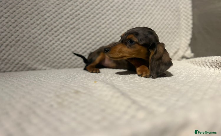 Miniature Dachshund dogs - Advert 2