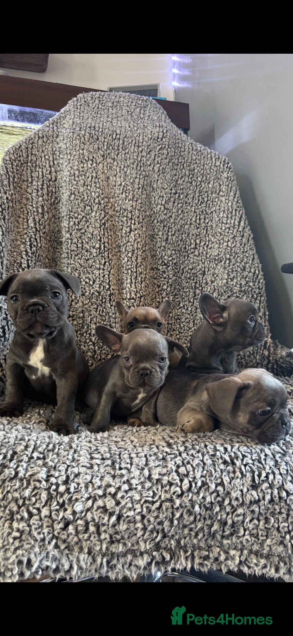 French Bulldog dogs French bulldog puppies  - Advert 12