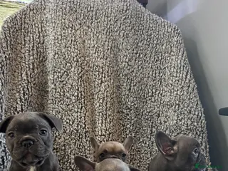 French Bulldog dogs French bulldog puppies - Advert 12