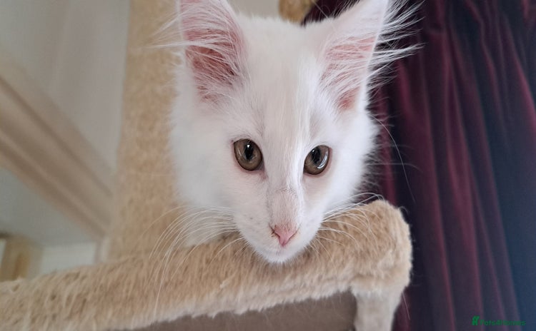 Norwegian Forest Cat cats - Advert 1