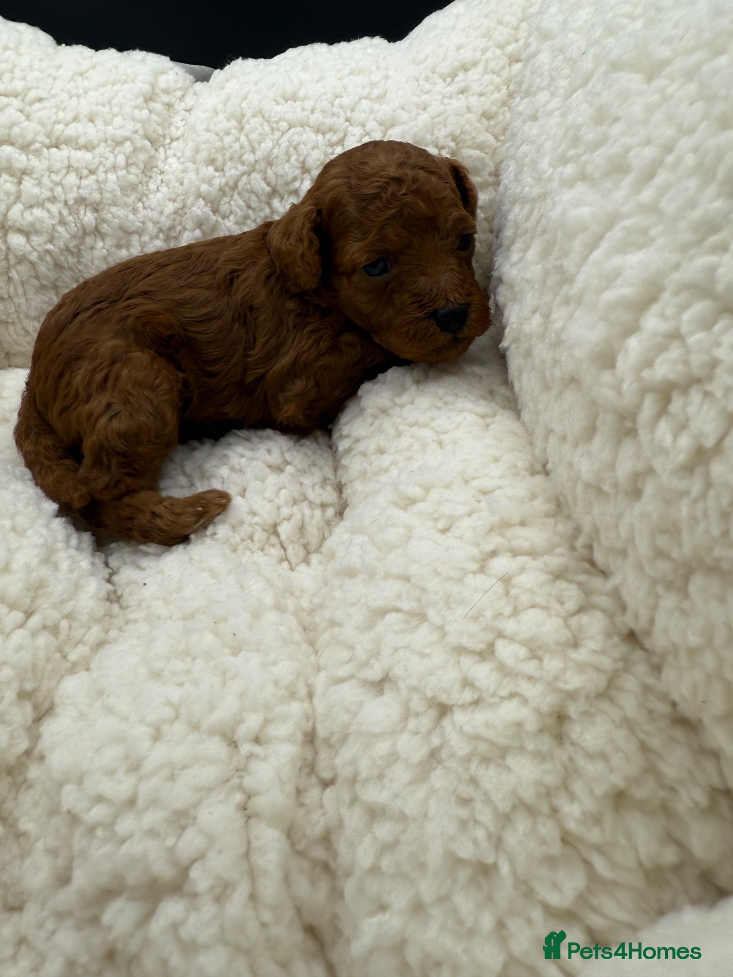 Toy Poodle dogs for sale: Asian Toy Poodle 🐩  - Advert 1