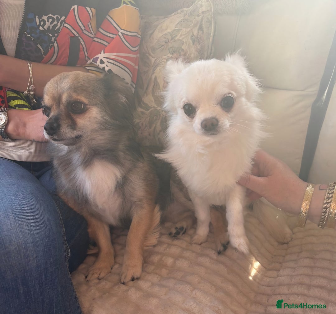 Chihuahua dogs for sale: Adorable Chihuahua Boy Puppies – Ready Soon - Image 6