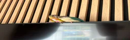 Conures birds for sale: X2 conures for sale - Advert 6