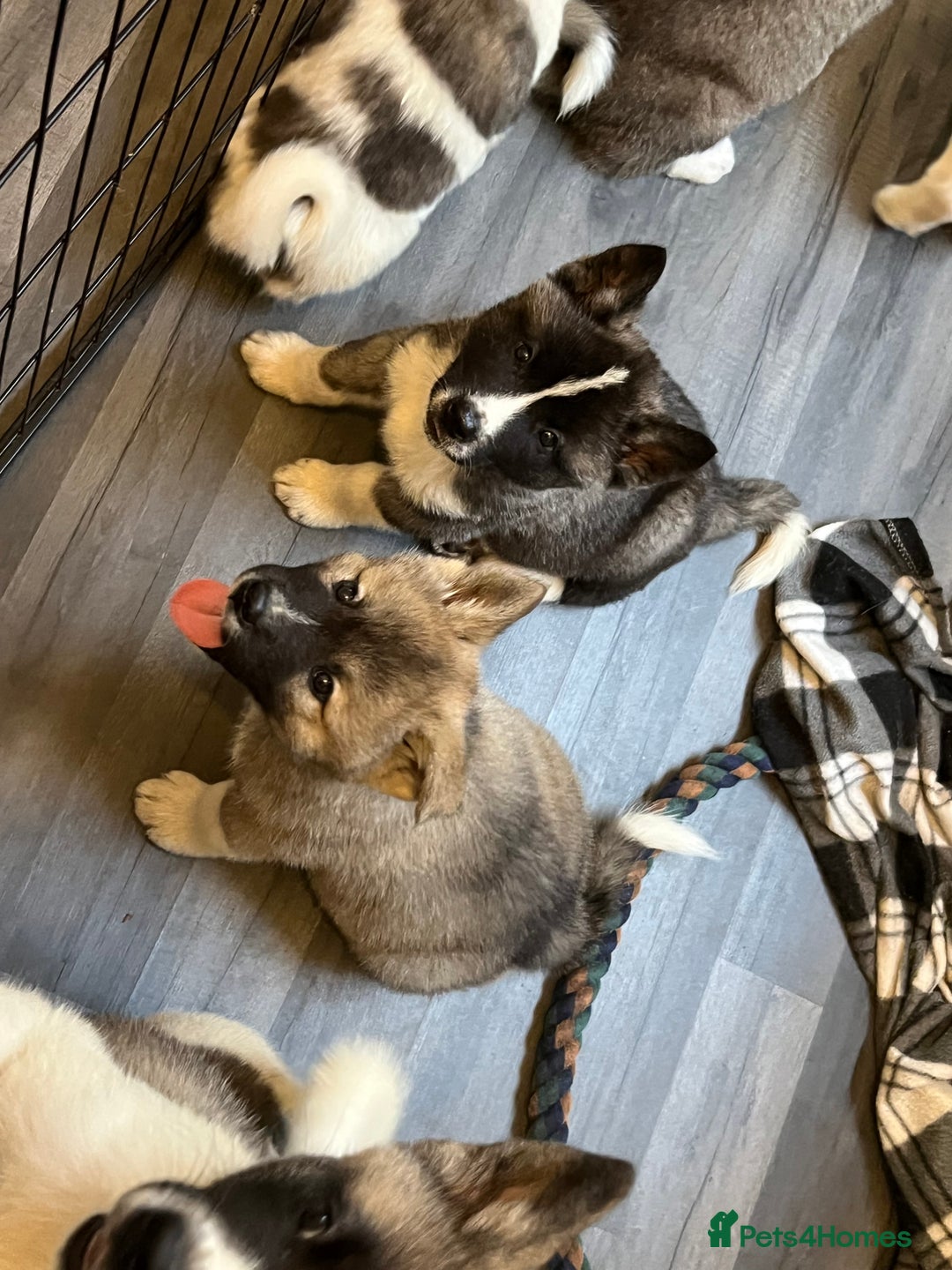 Akita dogs for stud: American Akita for Stud  - Image 16