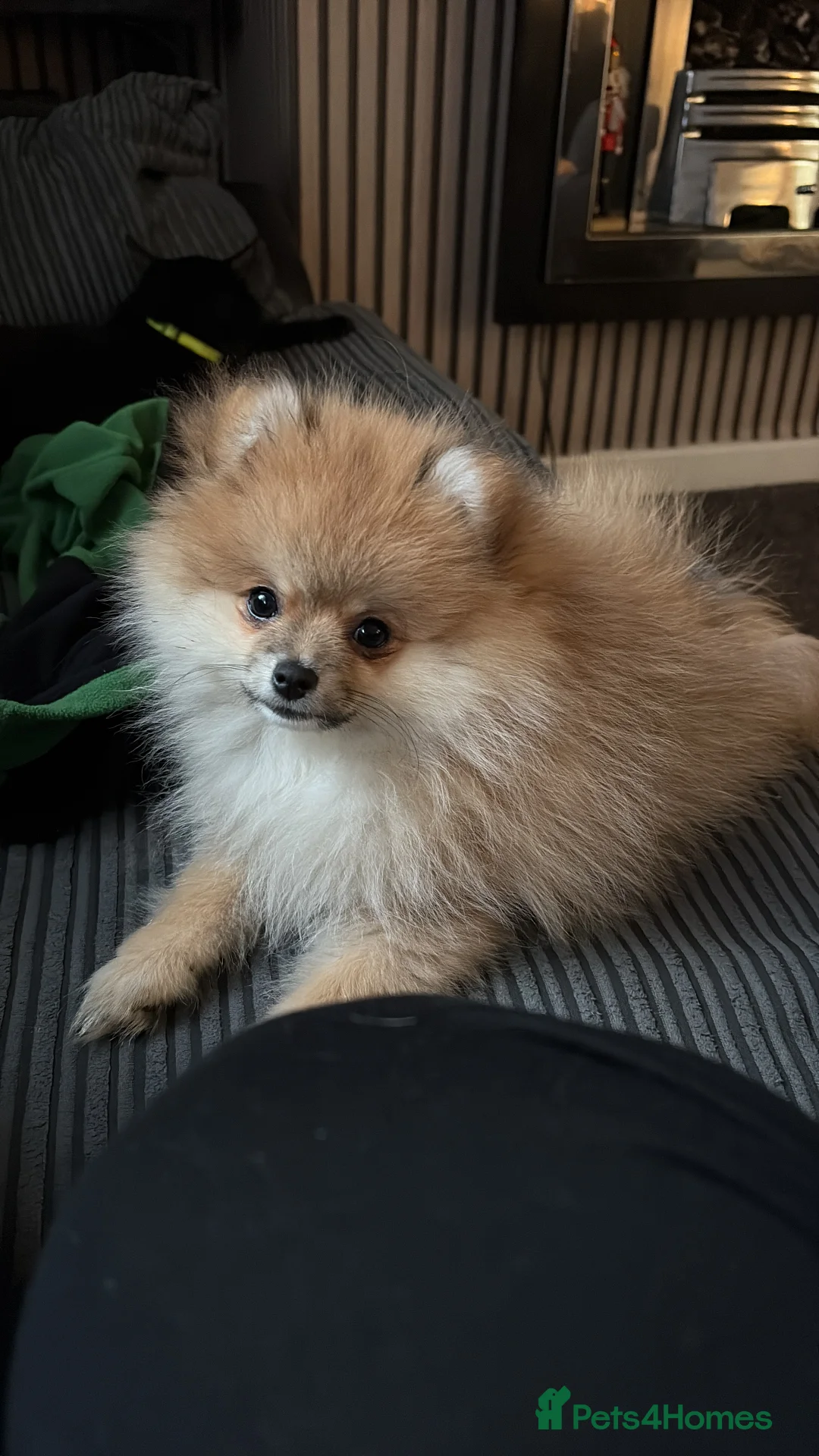 Pomeranian dogs for sale: Pomeranian  - Advert 9