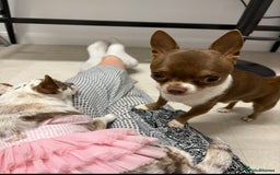 Chihuahua dogs for stud: Super tiny apple head chihuahua for stud  - Image 7