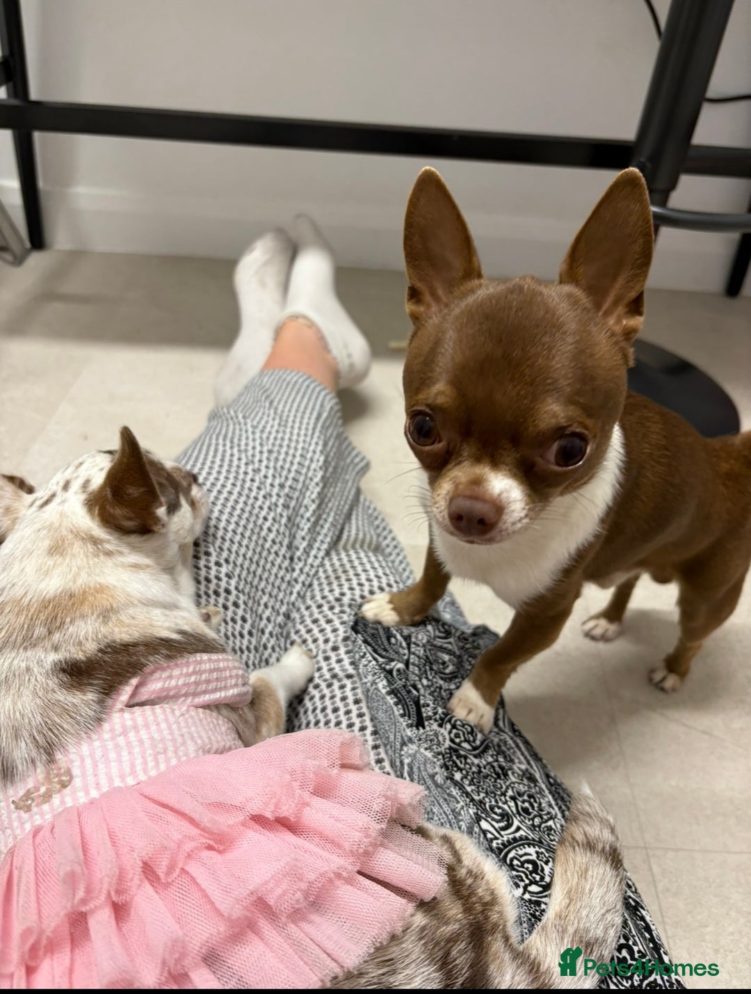 Chihuahua dogs for stud: Super tiny apple head chihuahua for stud  - Image 7