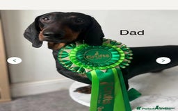 Dachshund dogs for sale: Kc standard Black and Tan dachshunds - Image 3