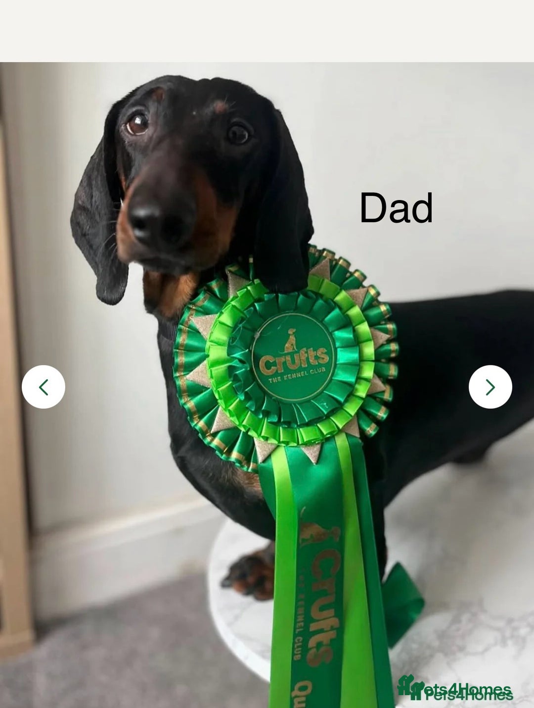 Dachshund dogs for sale: Kc standard Black and Tan dachshunds - Image 3