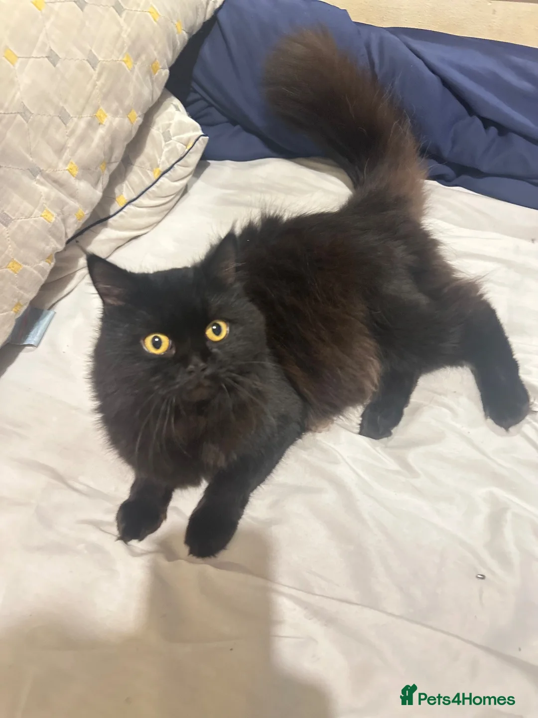 Persian cats for sale: To let  in London - Advert 1