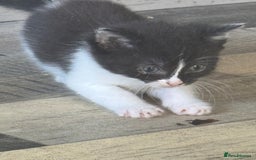 Domestic Shorthair cats for sale: 2 kitten looking for homes  - Image 2