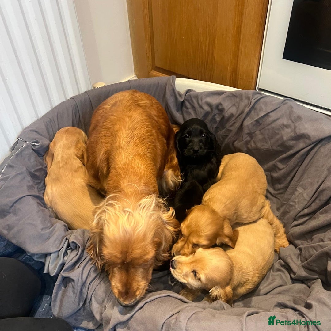 Cocker Spaniel dogs for sale: Cocker Spaniels  - Image 5