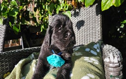 Newfoundland dogs for sale: Outstanding Newfoundland babies  - Image 2